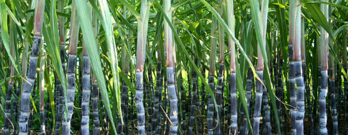 Sugarcane in Sudan