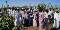Halfa Al-Jadida Agricultural Research Station Field Day