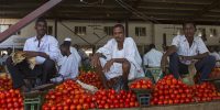 Tomato in Sudan