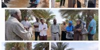 مدير مركز بحوث المحاصيل البستانية يزور محطتي شندي والحديبة بولاية نهر النيل